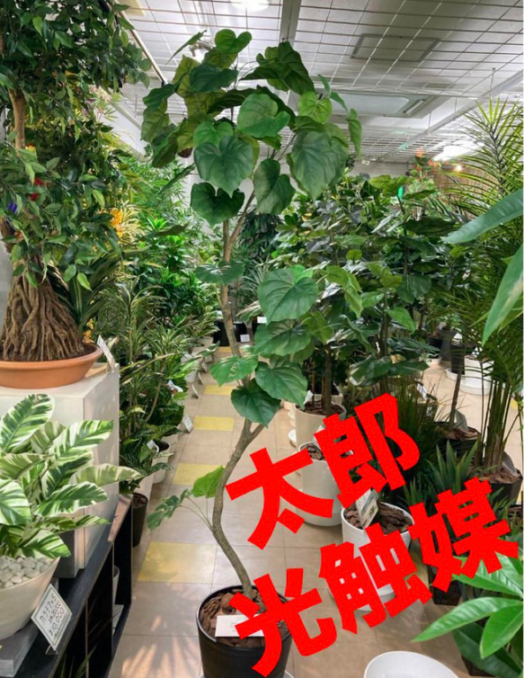 光触媒　人工観葉植物　ウォールグリーン　フェイクグリーン　ウンベラータ180@gja