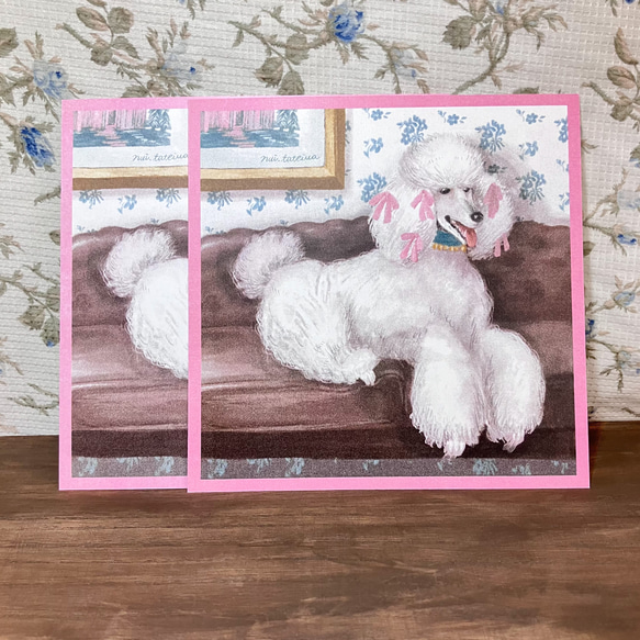 Dog postcard Poodle