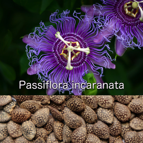 Passiflora incarnata 種子10粒〜 チャボトケイソウ, Maypop, Purple