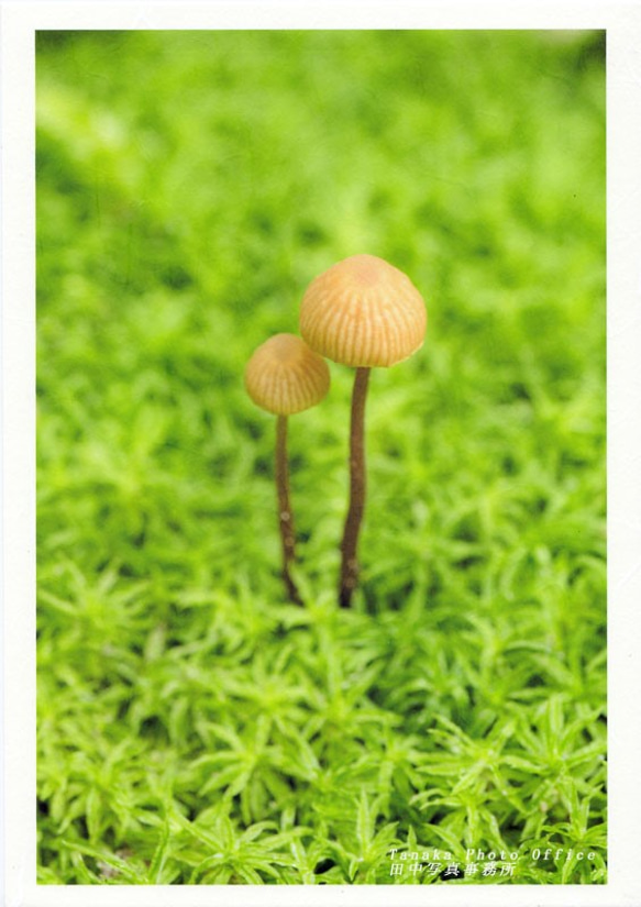 和紙にプリントした苔の中のキノコの写真A4