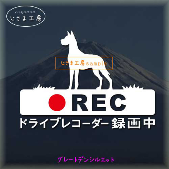 グレートデンの白色シルエットステッカー危険運転防止!!ドライブレコーダー録画中