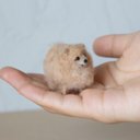 ミニミニポメラニアン　tiny Pomeranian