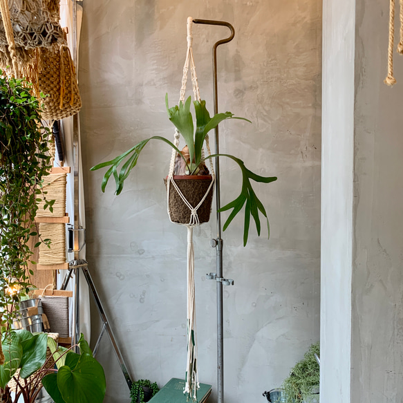 HANGING PLANTER ハンギングプランター