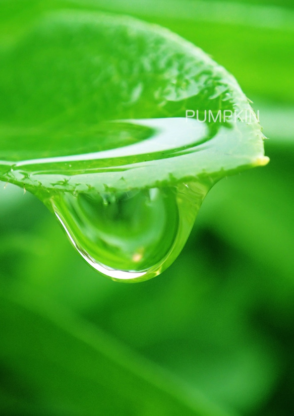 しずく-No11　　PH-A4-0143　　写真　雫　雨　水滴　雨粒　小雨　光　水の玉