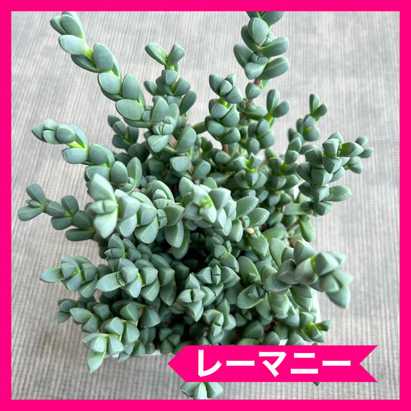 多肉植物 抜き苗 レーマニー全量