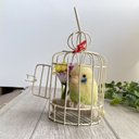 ころころまめインコ（セキセイインコ　イエロー）