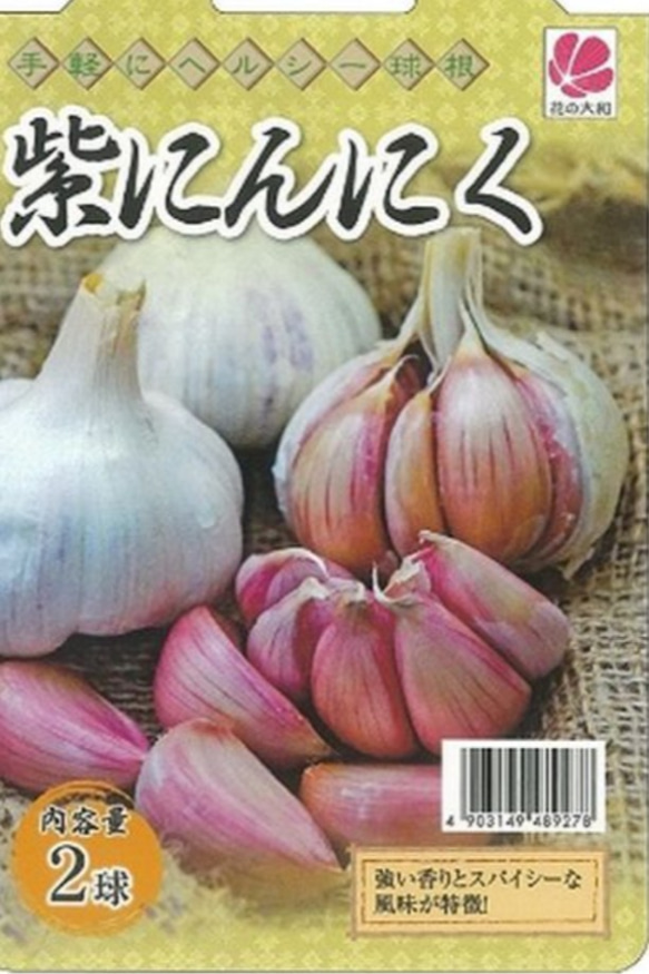 【ムラサキニンニク球根 10片】 味はマイルド アロマティックな香り   アヒージョ等に最適