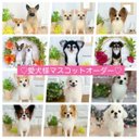 羊毛フェルト ウチの子マスコット　オーダーお受けページ ♡ 愛犬  オーダーメイド  人形