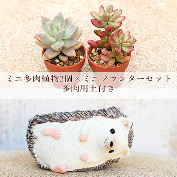 多肉植物2個×ミニプランター ドルミール エリゾンポット M セット 培養土付き 鉢 雑貨 寄せ植え かわいい