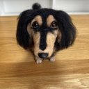 愛犬ちゃんのそっくりなリアルなペット人形をお作りします！　羊毛フェルト　犬　オーダー　ぬいぐるみ　愛犬　　ペット　リアル　人形