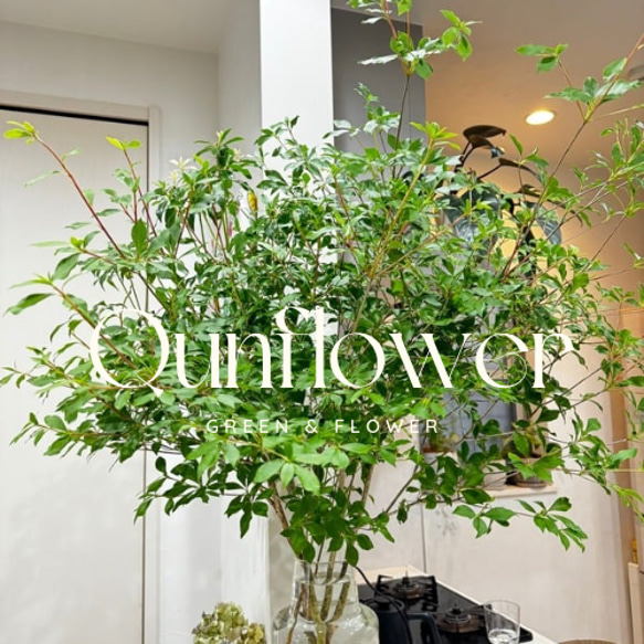 Qunflower セレクト季節の枝物