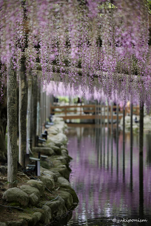 藤の花 ポストカード