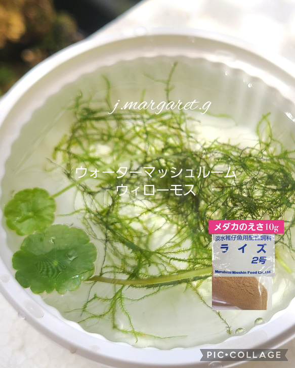 おすすめ　メダカのえさ　可愛い水草　３セット