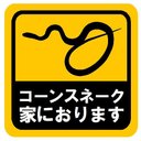 コーンスネーク家におります カー マグネットステッカー 13cm