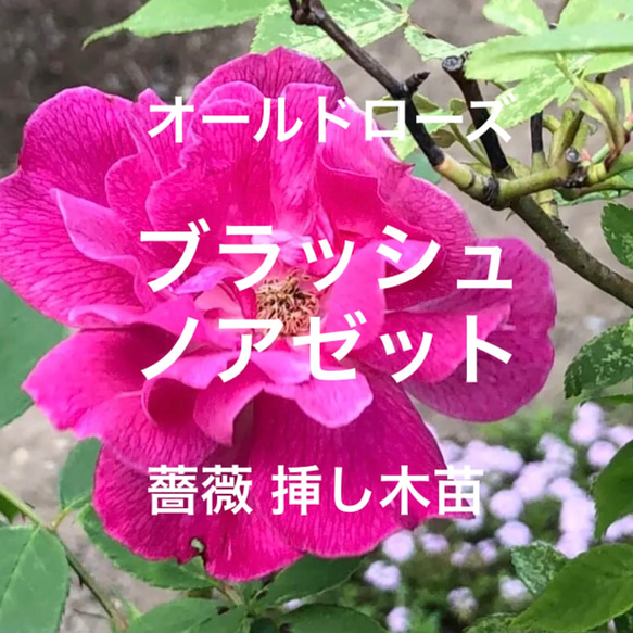 ブラッシュノアゼット オールドローズ 2年生 苗 1株 ＊ ポット配送 四季咲き バラ 薔薇