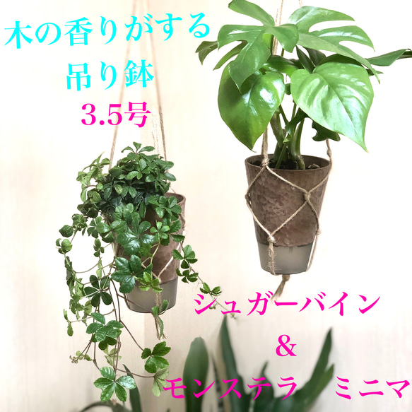 観葉植物　シュガーバイン　モンステラミニマ　ハンギングプランター　受け皿付き