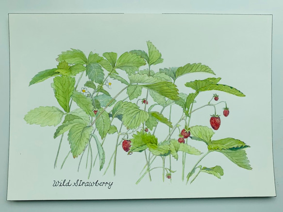 Wild Strawberry