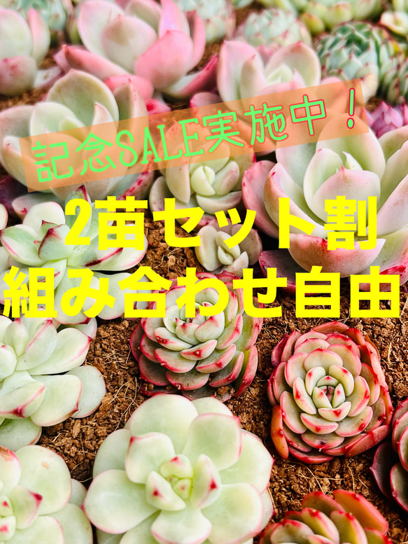 記念SALE!!お得な選べる2苗セット割！(多肉植物 韓国苗 エケベリア 園芸)