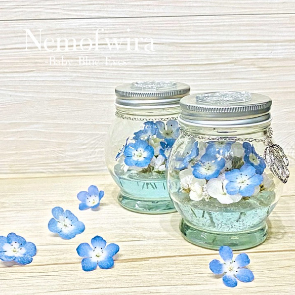 【本物のネモフィラ】お手頃価格ボトル 【Nemophila  hydrangea】