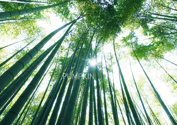 竹林の小径-Ⅰ  PH-A4-093    写真　A4  鎌倉　竹寺　竹林　静寂　雅