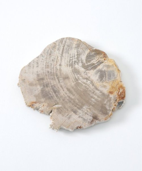 PETRIFIED WOOD PLATE ウッドプレートS