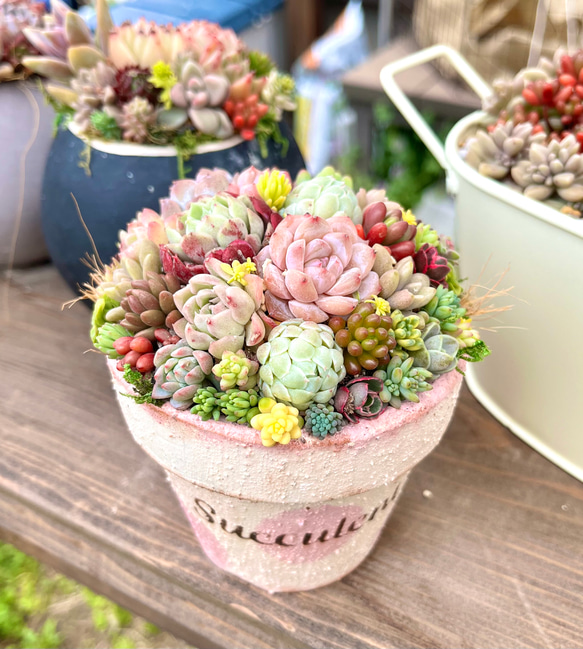 そのまま飾れる多肉植物寄せ植え