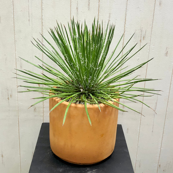 Agave geminiflora   アガベ ジェミニフローラ  テラコッタ