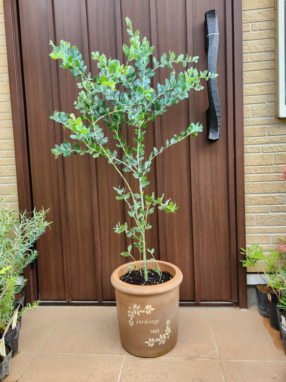 可愛い♪パールアカシア　テラコッタ鉢植え　カラーリーフ　オージープランツ苗　苗木