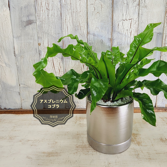 観葉植物　アスプレニウム ユニコーン