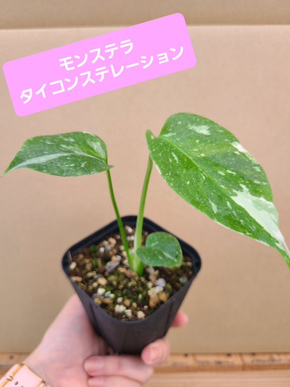 人気！モンステラ　タイコンステレーション　観葉植物