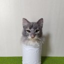 【羊毛フェルト】ミニポット入り巻き毛の猫