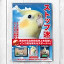 インコ党 第四弾 ポストカード３枚セット