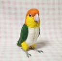 リアルサイズ♪ シロハラインコ 白腹鸚鵡 White-Bellied Caique 羊毛フェルト  鳥のオブジェ リアルバード 受注制作