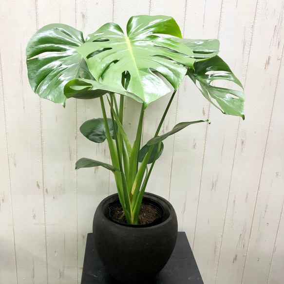 切れ込み良好 モンステラ     Monstera    セメント鉢カバー付