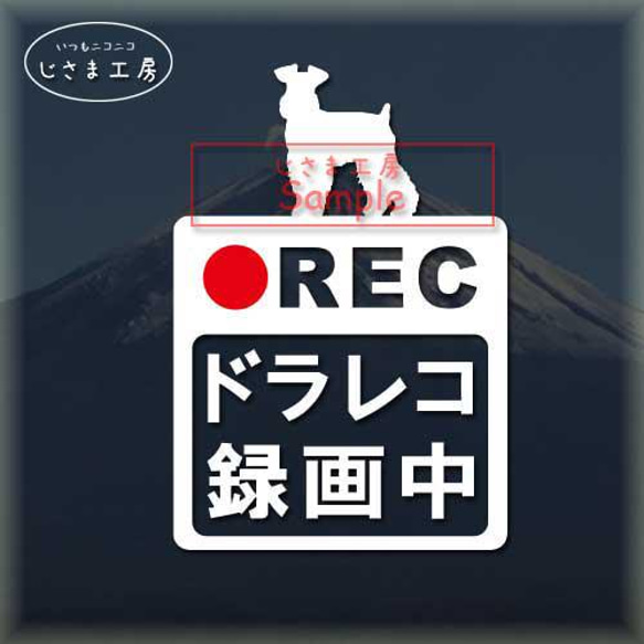 ミニチュアシュナウザー（ちょい向き）の白色シルエットステッカー危険運転防止!!ドライブレコーダー録画中