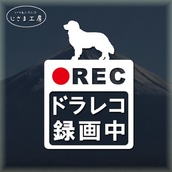 ゴールデンレトリバーの白シルエットステッカー煽り運転防止!!ドライブレコーダー録画中