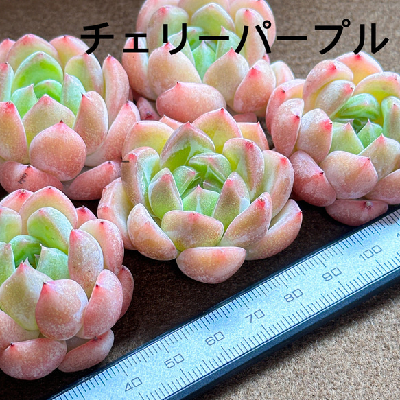 新入荷 多肉植物 エケベリア チェリーパープル 超美苗 レア種 大苗