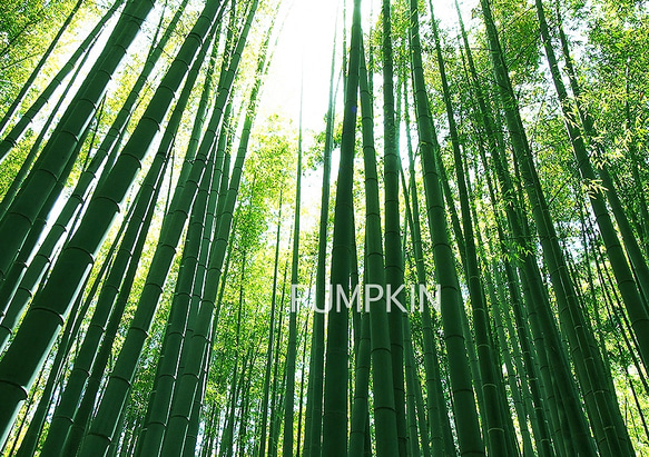 竹林の小径-Ⅳ  PH-A4-096    写真　A4  鎌倉　竹寺　竹林　静寂　雅