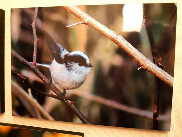 A３サイズの野鳥写真パネルその１