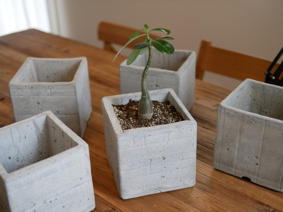 セメント植木鉢　-RUGGED CEMENT POT- ゴツゴツキューブプランター