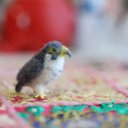 ミニミニハヤブサ　tiny falcon