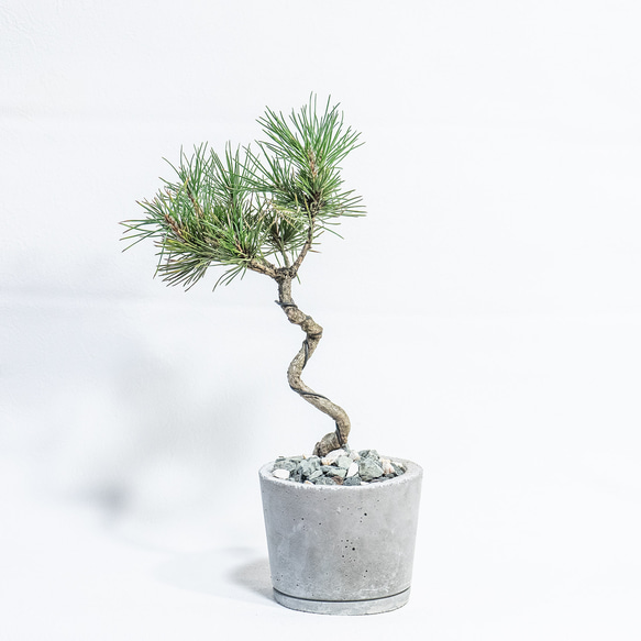 ≪ 観葉植物 ≫室内管理もオッケーなゴヨウマツの鉢植え｜シンプルでお部屋を選ばない手作りモルタル鉢｜送料全国一律850円