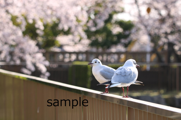 【ポストカード】桜と野鳥のポストカード3枚セット