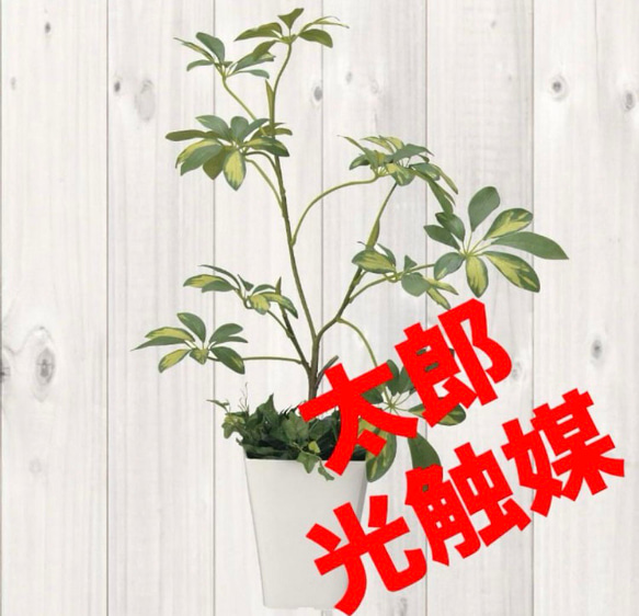 光触媒　人工観葉植物　ウォールグリーン　フェイクグリーン　シェフレラ68