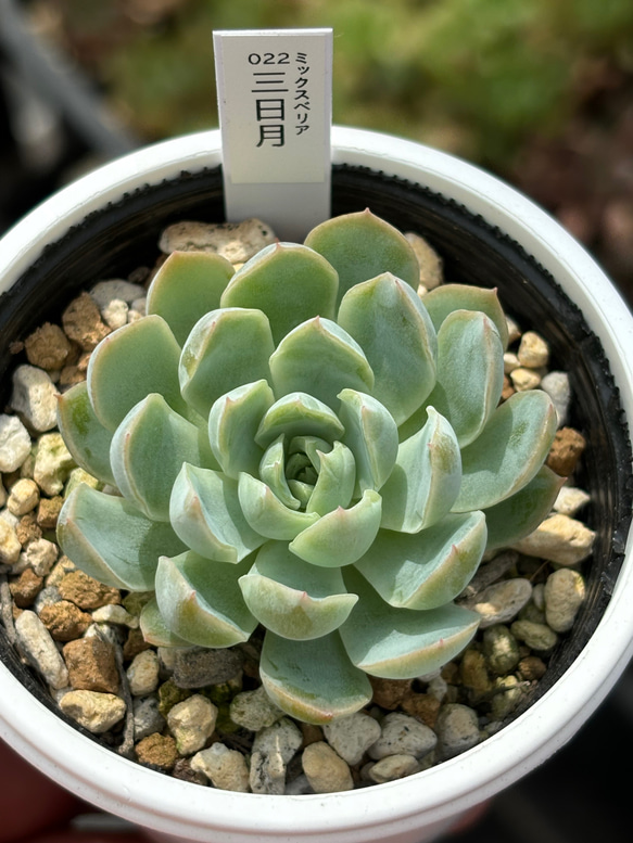 人気レア品種！☆三日月 多肉植物 自家繁殖 国産