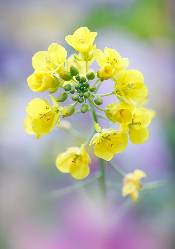 2L花写真菜の花001　121㎜x172㎜ (A4、A3もあります)