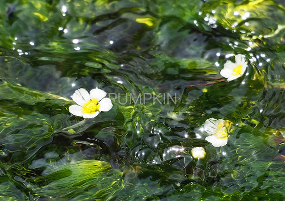 水中花-2　PH-A4-0118  写真　花　三島梅花藻　ミシマバイカモ　花弁　清流　流れ　富士山　渓流