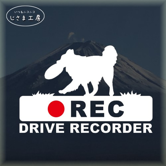 ボーダーコリーの白シルエットステッカー後方注意!!『DRIVE　RECORDER』