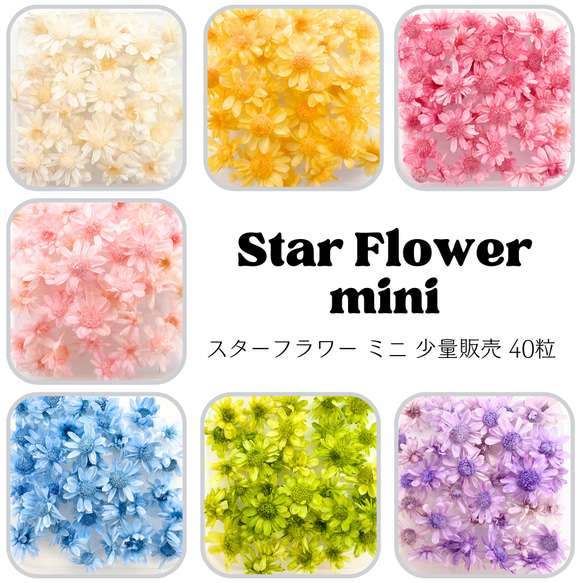 【 スターフラワーミニ 小分け 40枚 】 ドライフラワー 少量 ヘッドのみ 花材 レジン 材料 素材 花素材