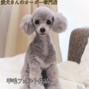 愛犬さんのオーダー　うちの子オーダー　リアル　羊毛フェルト　オーダー　犬　置物　ペット　オーダーメイド　メモリアル　ペットロス　チワワ　トイプードル　ダックス　ポメラニアン　柴犬　パピヨン　ペット作成